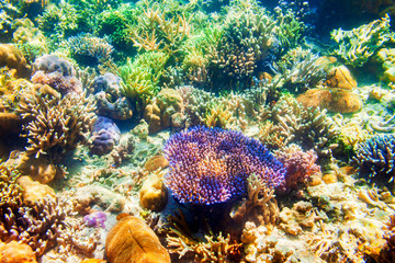 Fototapeta premium Underwater coral reef tropical landscape
