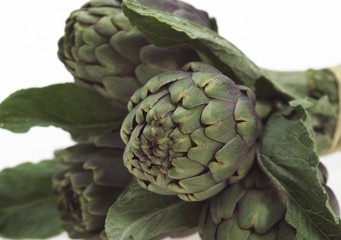 Fototapeta premium Artichoke, cynara scolymus against White Background