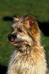 Pyrenean Shepherd or Pyrenean Sheepdog, Portrait of Dog
