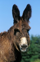 Poitou Domestic Donkey or The Baudet du Poitou, a French Breed