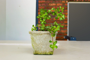 Elephant tree in a pot with a brick wall background
