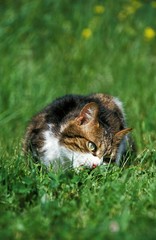 Domestic Cat eating Grass