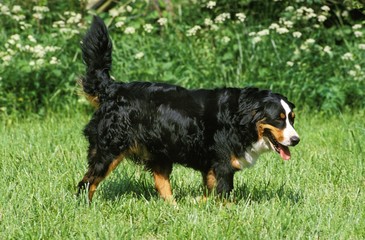 Bernese Mountain Dog