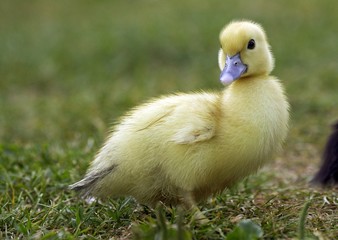 Muskovy Duck, cairina moschata, Duckling