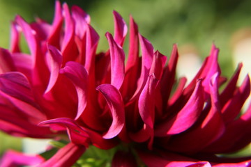 Sommer im Park, Nahaufname  der Dahlie