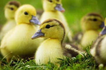Muskovy Duck, cairina moschata, Ducklings