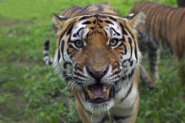 Siberian Tiger, panthera tigris altaica