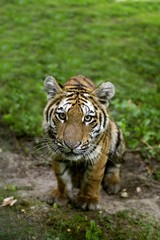 Siberian Tiger, panthera tigris altaica