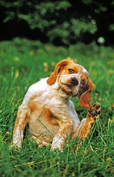 Brittany Spaniel Dog, Puppy Scratching its Ears