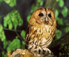 Eurasian Tawny Owl, strix aluco