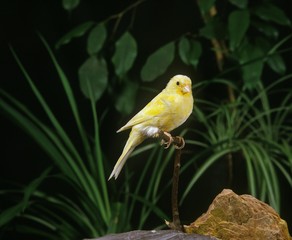 Malinois Canary or Song Canary, serinus canaria