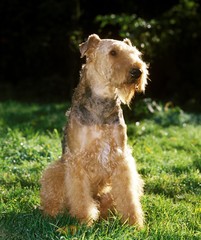 Airedale Terrier Dog sitting on Grass