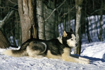 Alaskan Malamute Dog laying on Snow