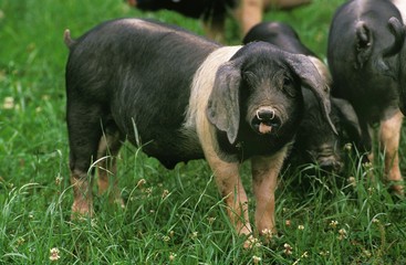 Basque Domestic Pig, a French Breed