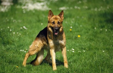 German Shepherd Dog, standing on Grass