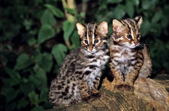 Amur Leopard Cat or Siberian Leopard Cat, prionailurus bengalensis euptilura, Cub