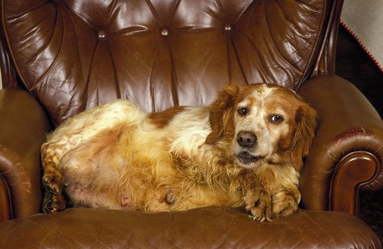 Pregant Female Dog resting in Armchain, a Brittany Spaniel