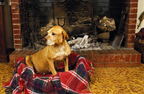Pregant Female Dog resting in front of Fireplace
