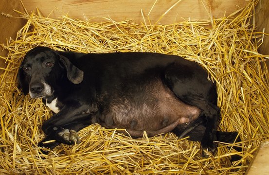 Pregant Female Dog resting on Straw