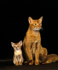 Red Abyssinian Domestic Cat, Mother and Kittens Suckling