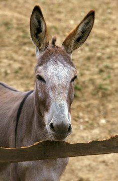 Portrait of Grey Domestic Donkey, a French Breed