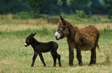 Poitou Domestic Donkey or The Baudet du Poitou, a French Breed, Mother and Foal