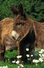 Poitou Domestic Donkey or The Baudet du Poitou, a French Breed
