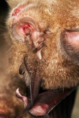 Greater Horseshoe Bat, rhinolophus ferrumequinum, Hibernating, Close up of Head, Hanging from Cave's Ceiling, Normandy