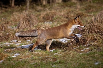 Naklejka na ściany i meble Red Fox, vulpes vulpes, Female Running, Normandy