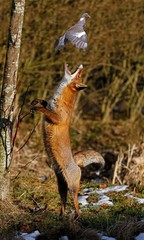 Red Fox, vulpes vulpes, Female hunting Wood Pigeon, columba palumbus, Normandy