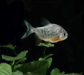 Pacu Fish, colossoma brachypomum
