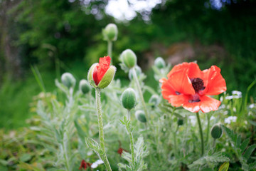 The poppies flowers in a green meadow close-up