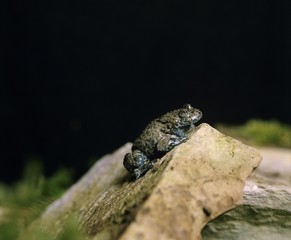 Yellow Bellied Toad, bombina variegata