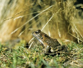 Common Frog, rana temporaria