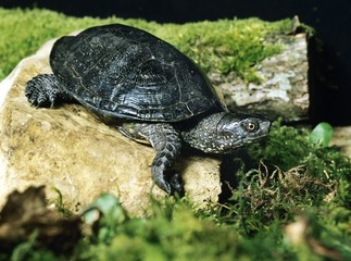 European Pond Turtle, emys orbicularis