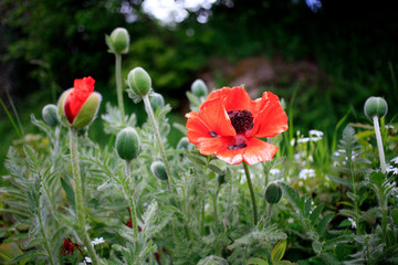 The poppies flowers in a green meadow close-up