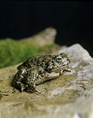 Natterjack Toad, bufo calamita
