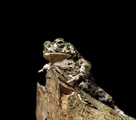 Natterjack Toad, bufo calamita