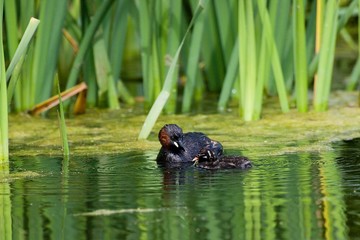 Little Grebe, tachybaptus ruficollis, Adult and Chick, Pond in Normandy