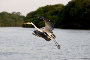 White-Necked Heron, ardea cocoi, Adult in Flight above River, Los Lianos in Venezuela