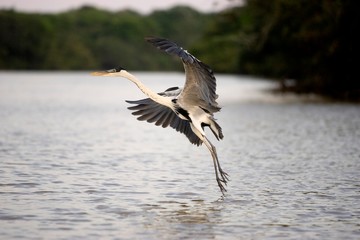 White-Necked Heron, ardea cocoi, Adult in Flight above River, Los Lianos in Venezuela
