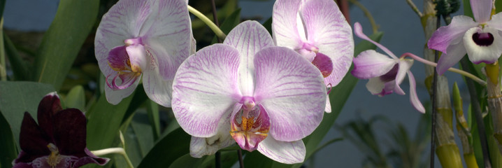 Fanelosias Orquídeas 