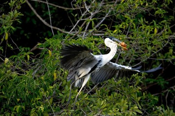 White-Necked Heron, ardea cocoi, Adult in Flight, with Fish in Beak, Los Lianos in Venezuela