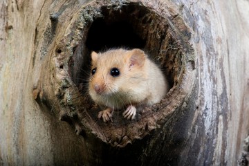 Common Dormouse, muscardinus avellanarius, standing at Nest Entrance, Normandy