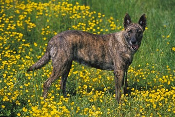 Dutch Shepherd Dog standing in Yellow Flowers