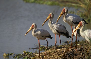 Yellow Billed Stork, mycteria ibis, Nakuru Park in Kenya