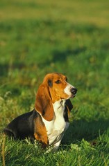 Artesian Norman Basset or Basset Artesian Normand sitting on Grass