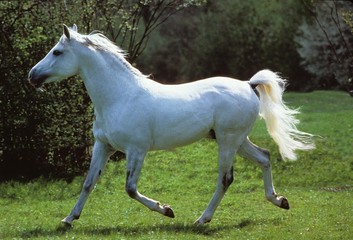 Obraz na płótnie Canvas Arabian Horse Trotting
