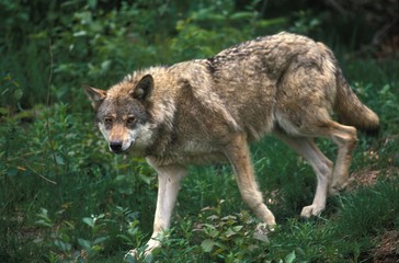 Naklejka na ściany i meble European Wolf, canis lupus