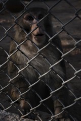 monkey behind bars/ life in lockup